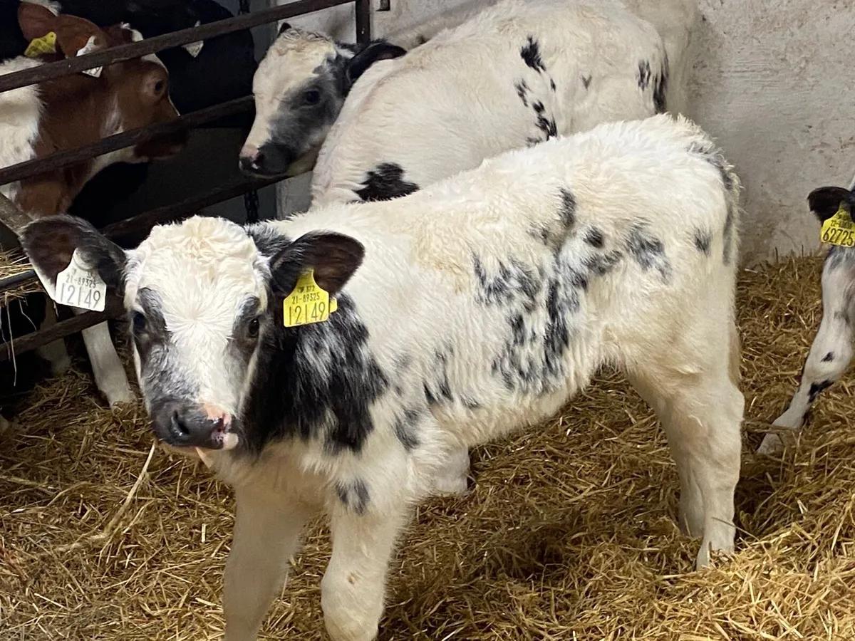 Super Belgian Blue Heifer Calves - Image 3