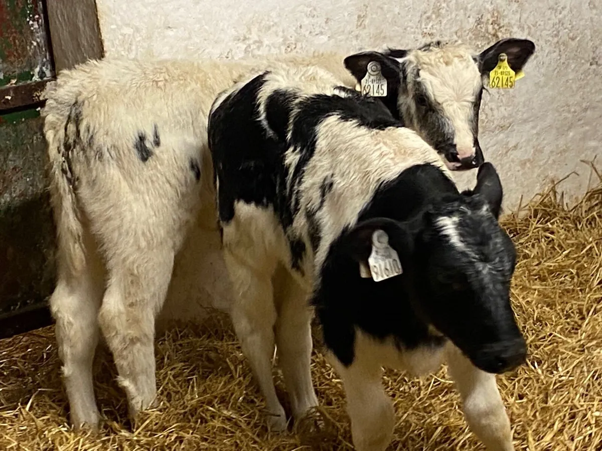Super Belgian Blue Heifer Calves - Image 4