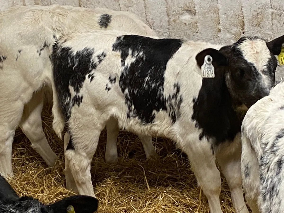 Super Belgian Blue Heifer Calves - Image 1