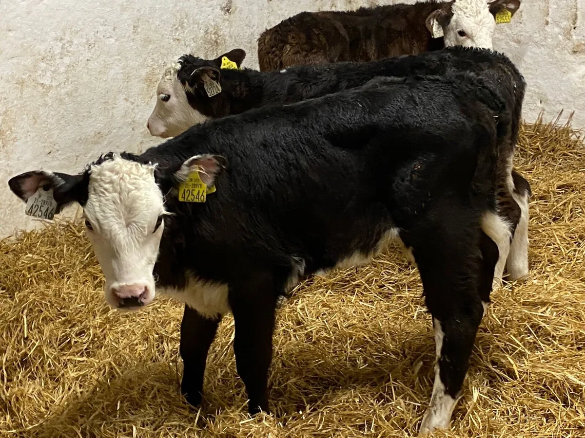 Smashing HEX Heifer Calves - Image 1