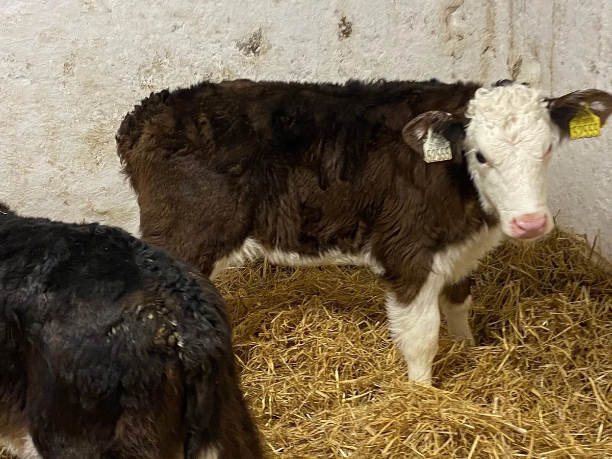 Smashing HEX Heifer Calves - Image 2