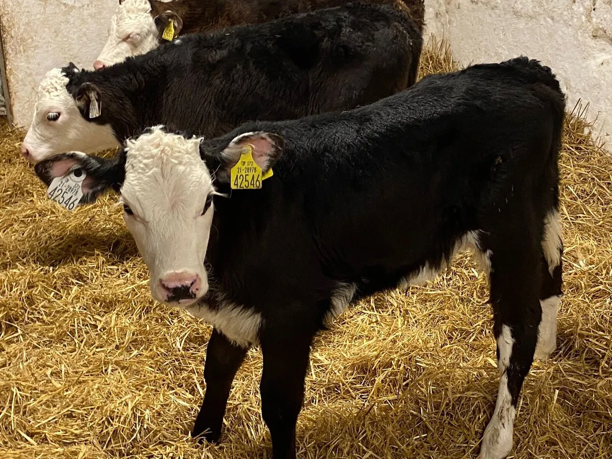 Smashing HEX Heifer Calves - Image 3