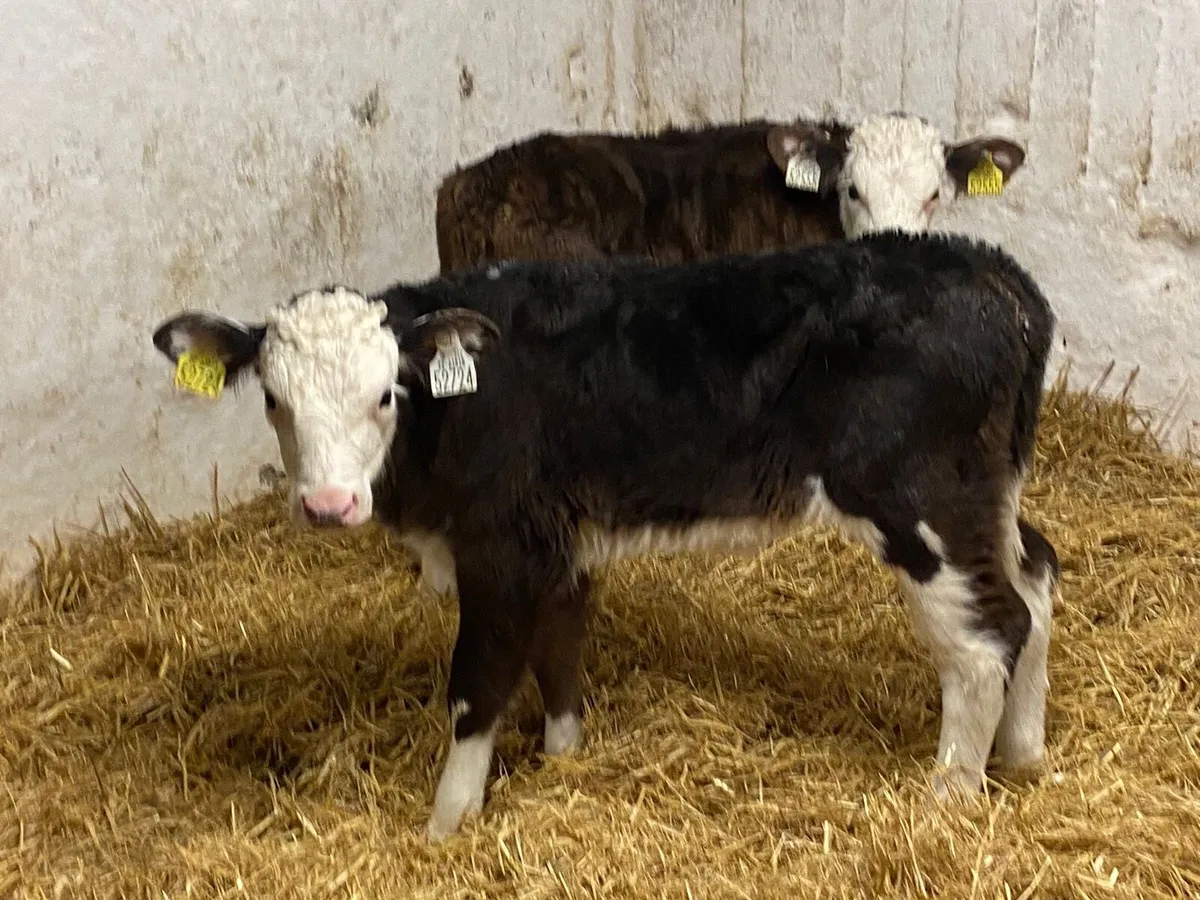 Smashing HEX Heifer Calves - Image 4