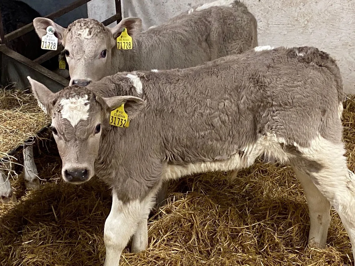 Smashing CHX Bull Calves - Image 1