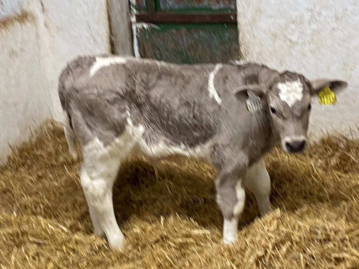 Smashing CHX Bull Calves - Image 2