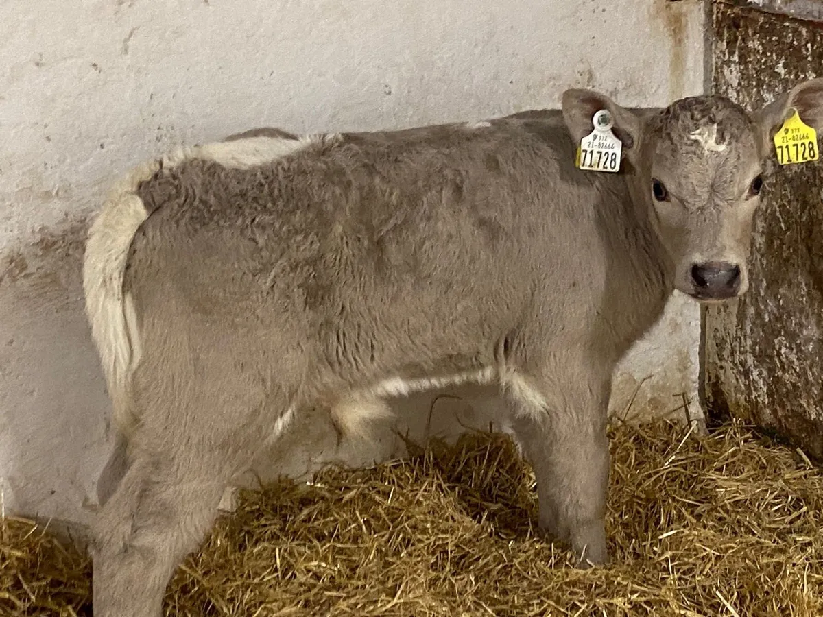 Smashing CHX Bull Calves - Image 3