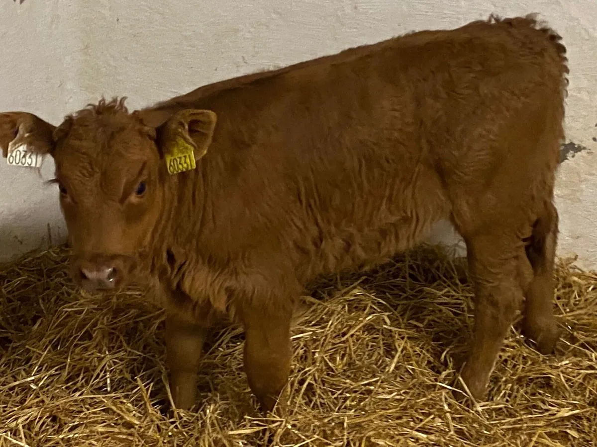Super U Grade CH & LIM Suckler Bred Calves - Image 1