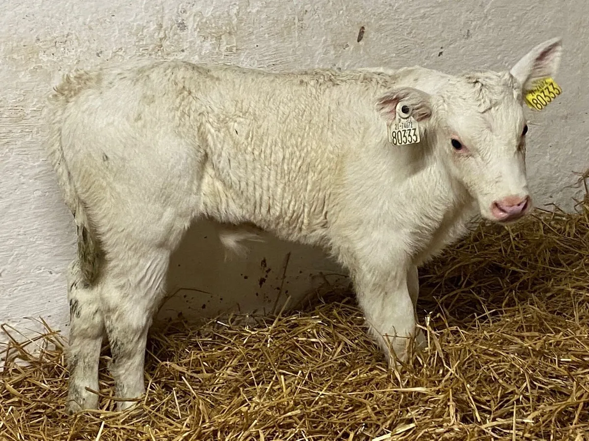 Super U Grade CH & LIM Suckler Bred Calves - Image 2