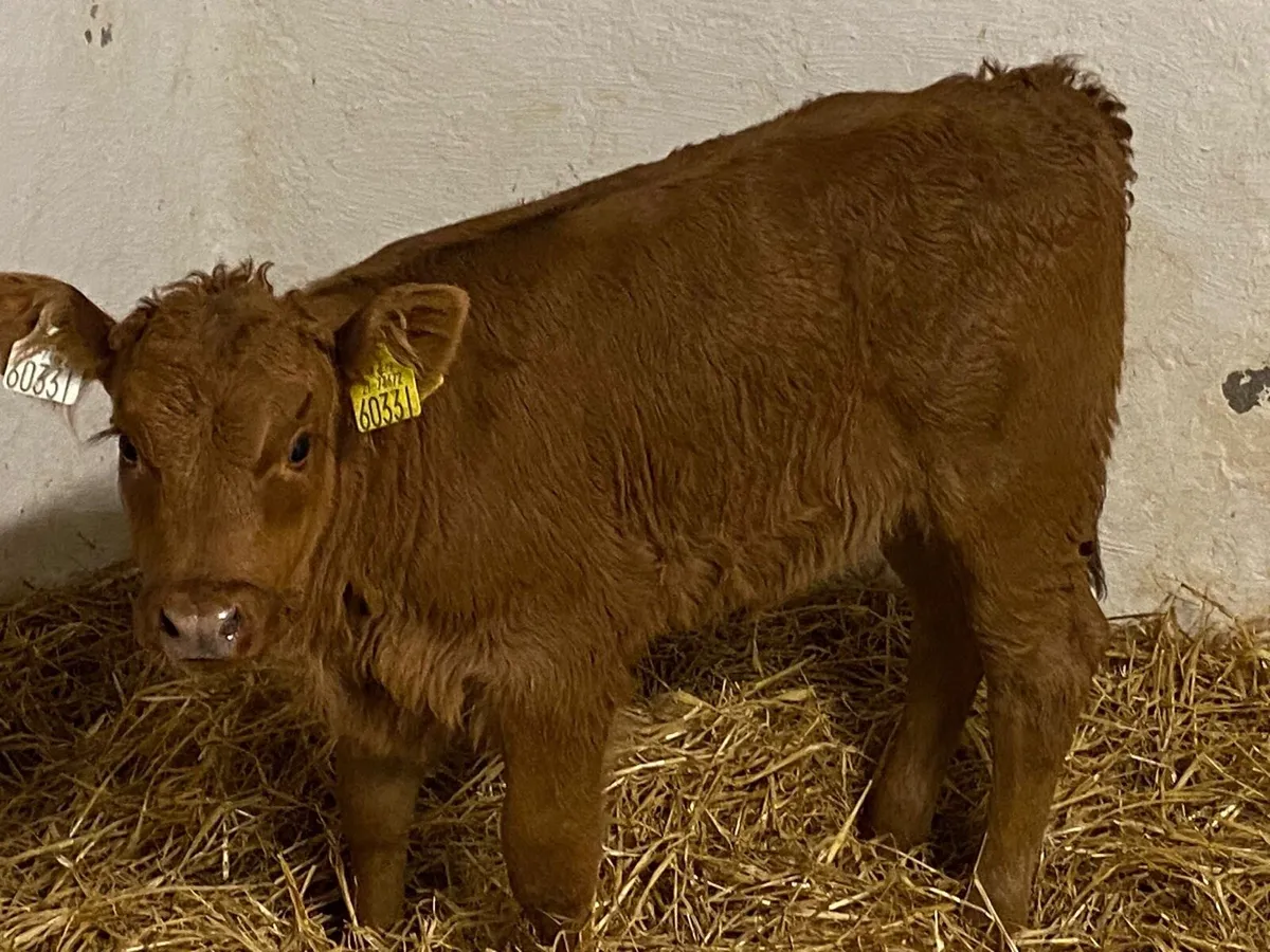 Super U Grade CH & LIM Suckler Bred Calves - Image 3