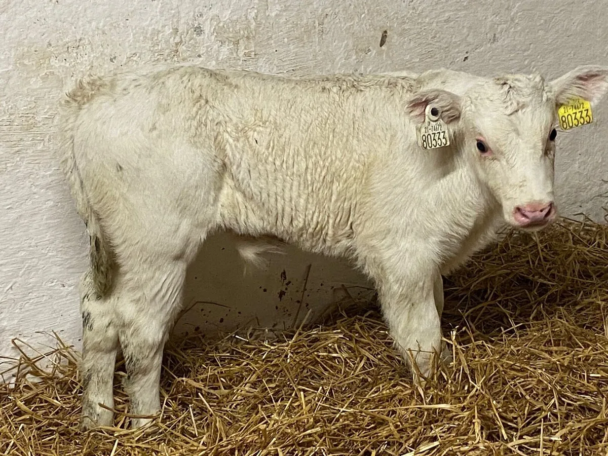 Super U Grade CH & LIM Suckler Bred Calves - Image 4