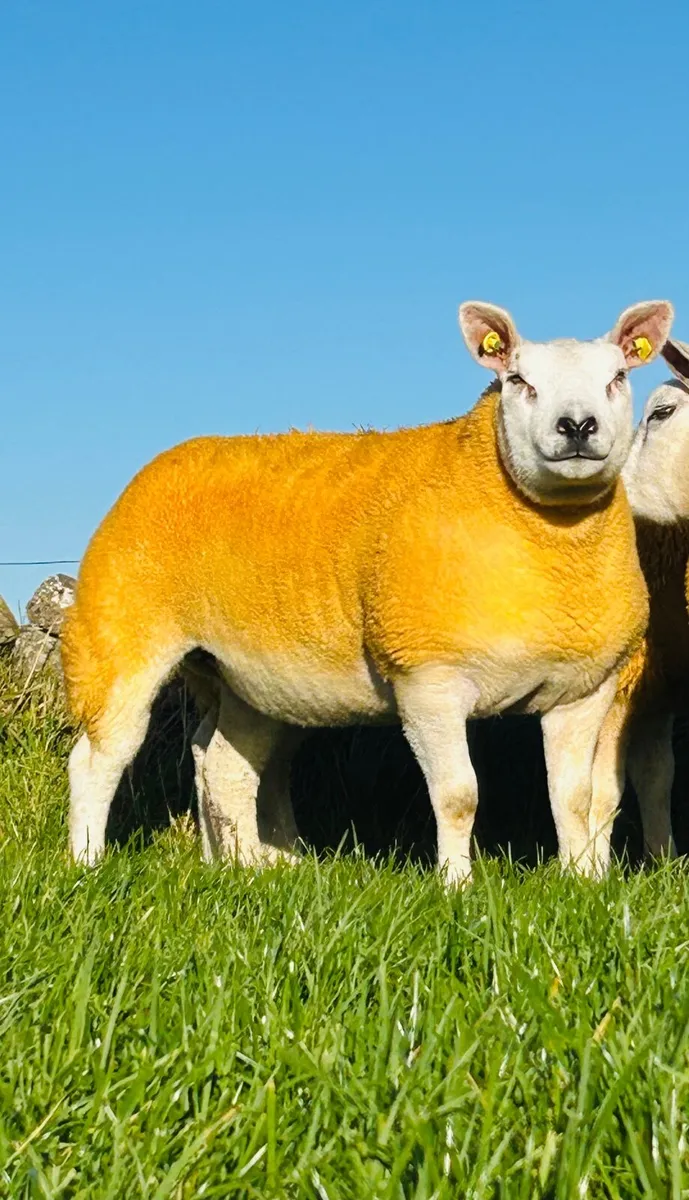 Pedigree Texel Hoggets & Ewe Lambs - Image 1