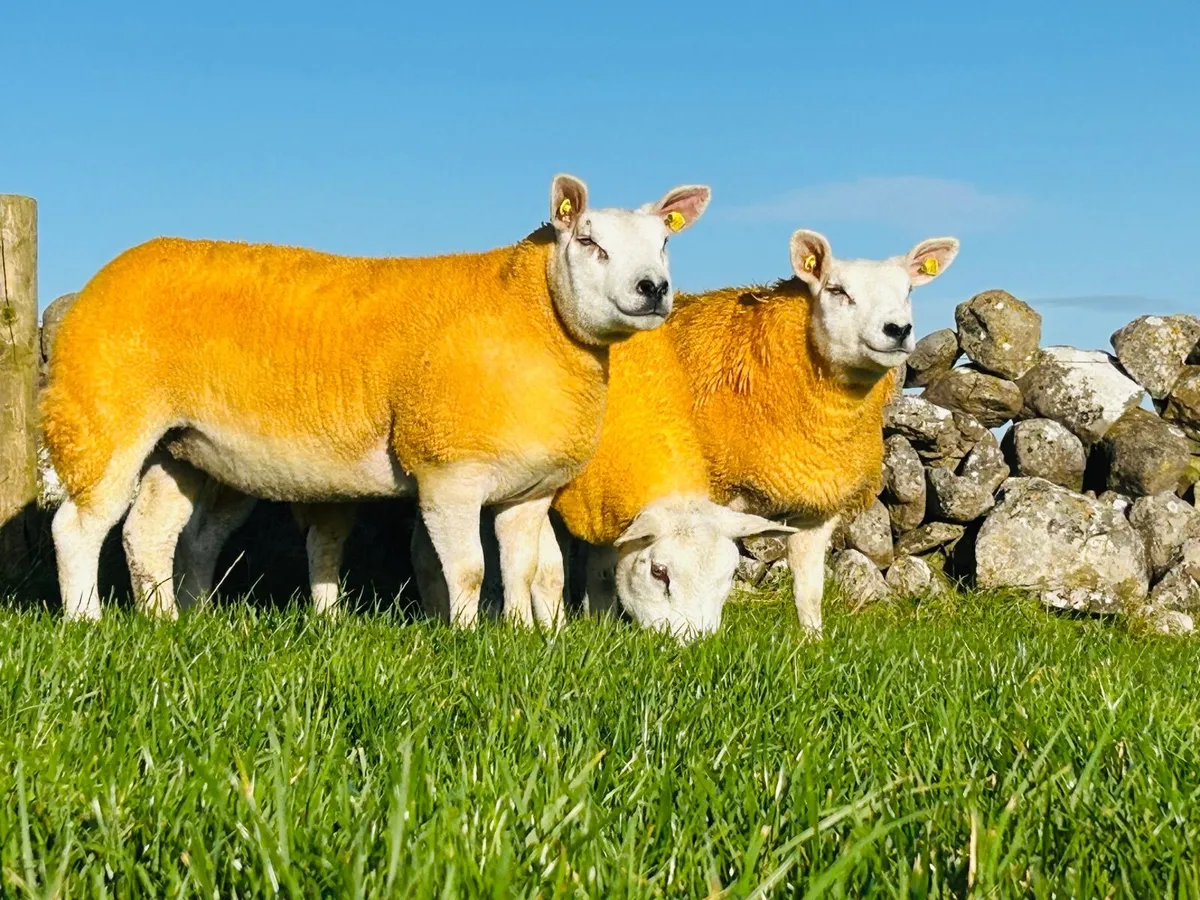 Pedigree Texel Hoggets & Ewe Lambs - Image 2