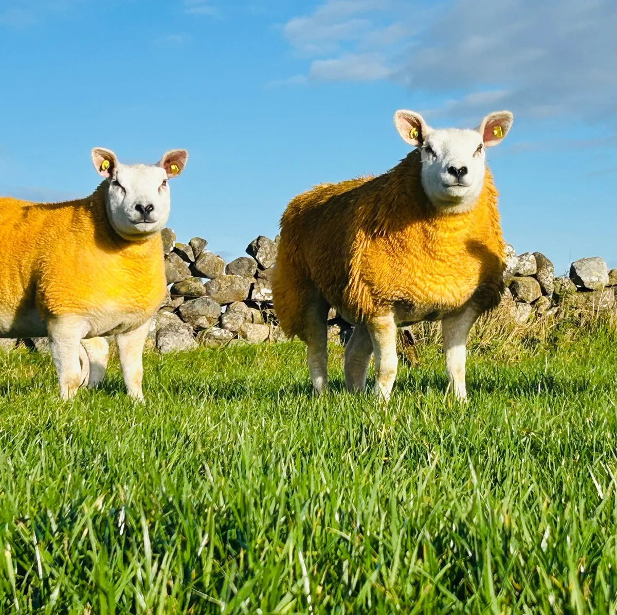 Pedigree Texel Hoggets & Ewe Lambs - Image 3