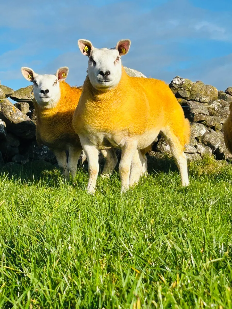 Pedigree Texel Hoggets & Ewe Lambs - Image 4