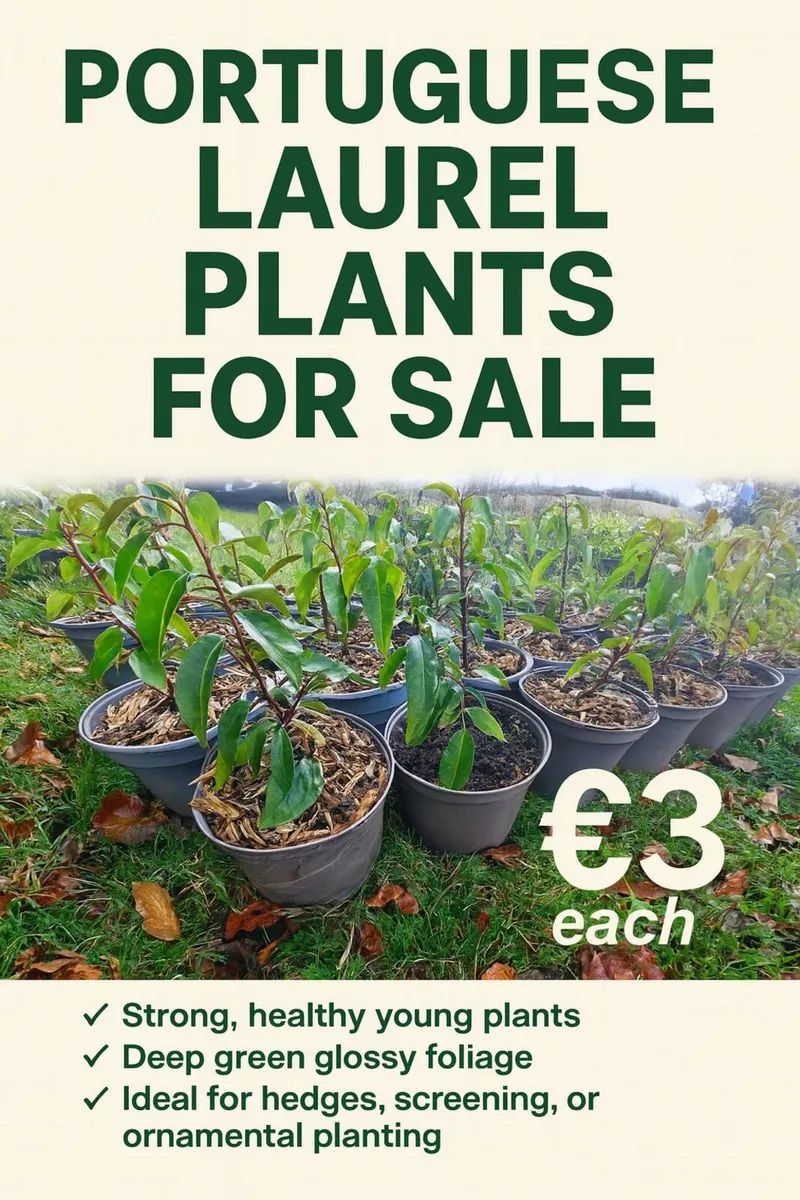 Portuguese Laurel