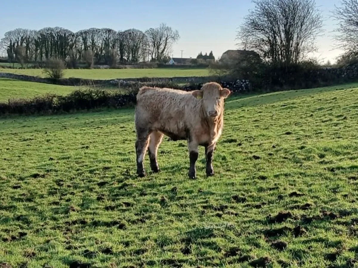 8 Limousin Heifers Ballinasloe mart 6/12/25 - Image 2