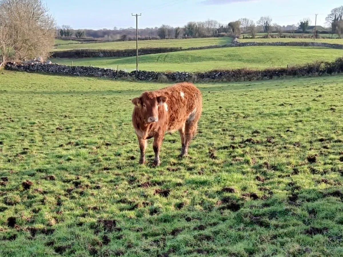 8 Limousin Heifers Ballinasloe mart 6/12/25 - Image 1