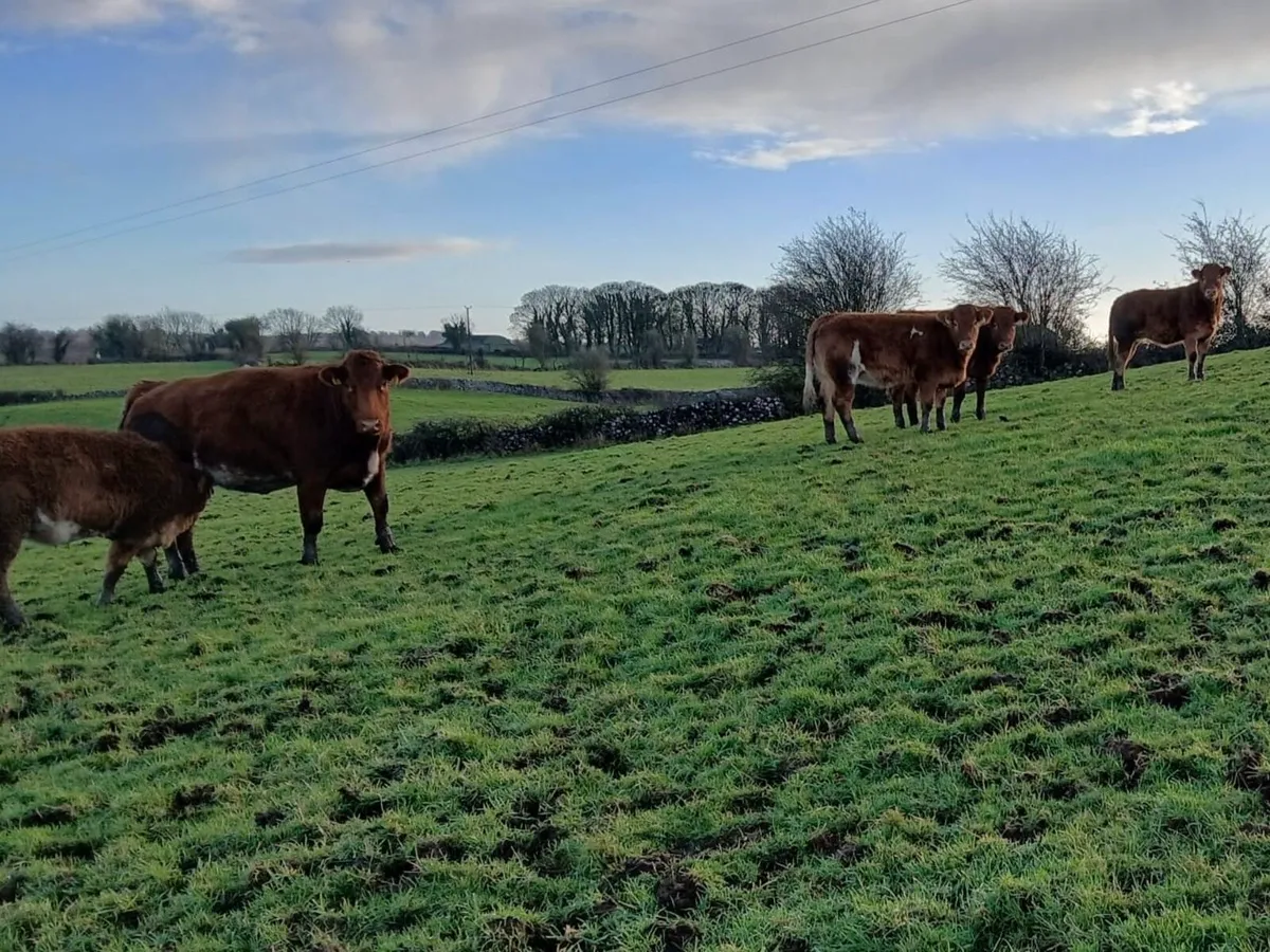 8 Limousin Heifers Ballinasloe mart 6/12/25 - Image 3