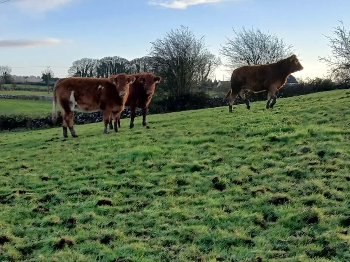 8 Limousin Heifers Ballinasloe mart 6/12/25 - Image 4