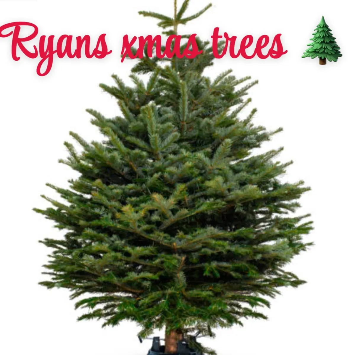 Real Christmas trees 🎄