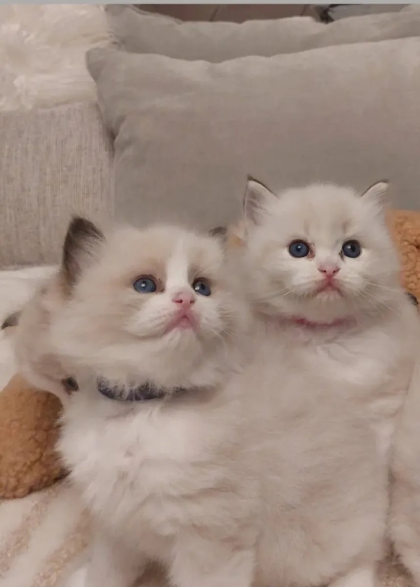 Stunning Ragdoll Kittens ❤️ - Image 1