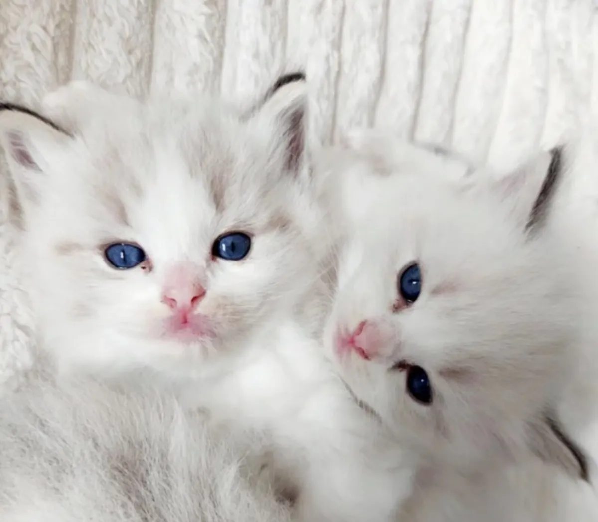 Stunning Ragdoll Kittens ❤️ - Image 2