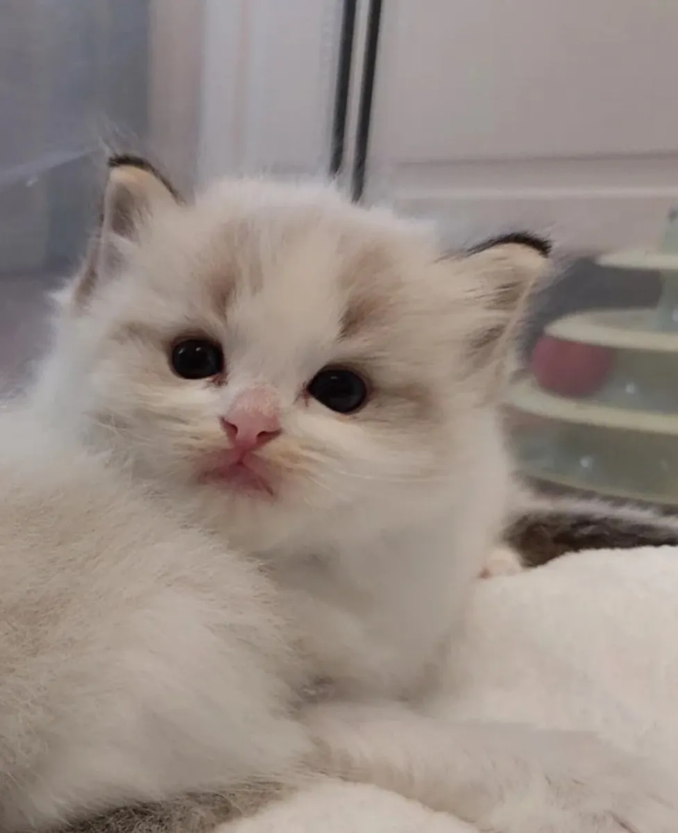 Stunning Ragdoll Kittens ❤️ - Image 4