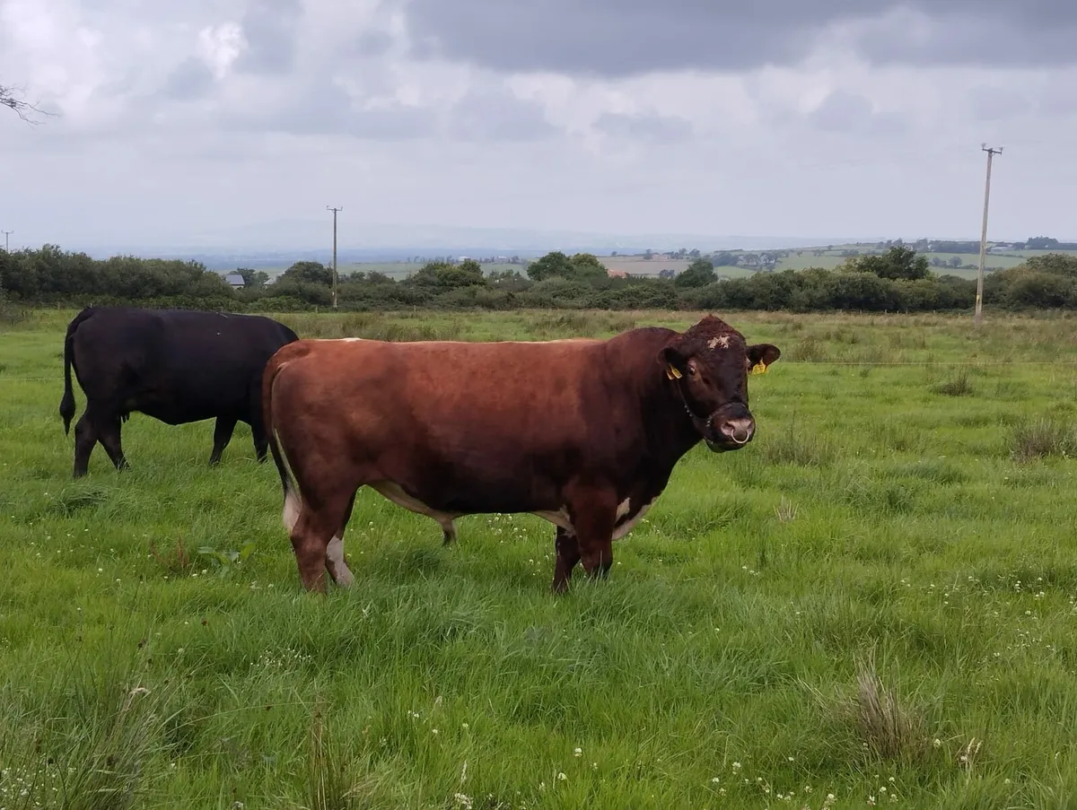 Wanted Irish Moiled bull or bull weanling