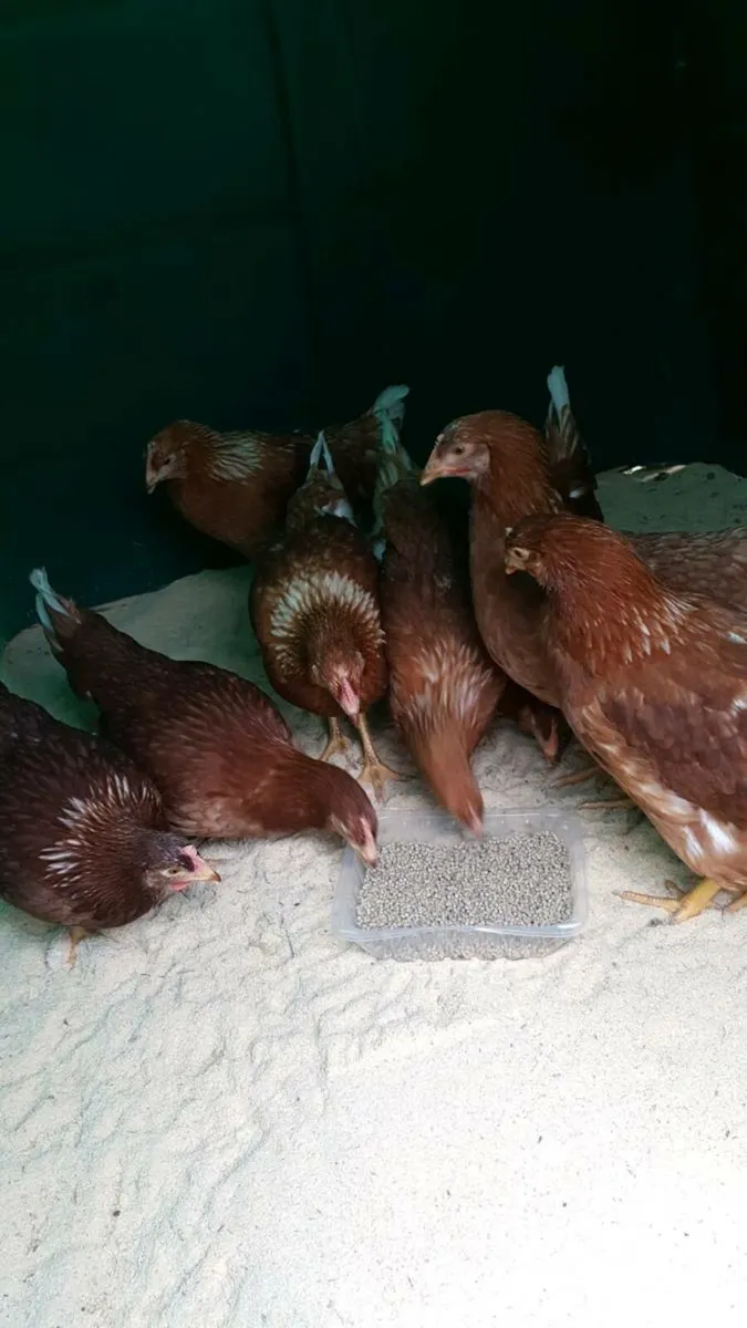 Hens starting  to lay / and some Quail - Image 2