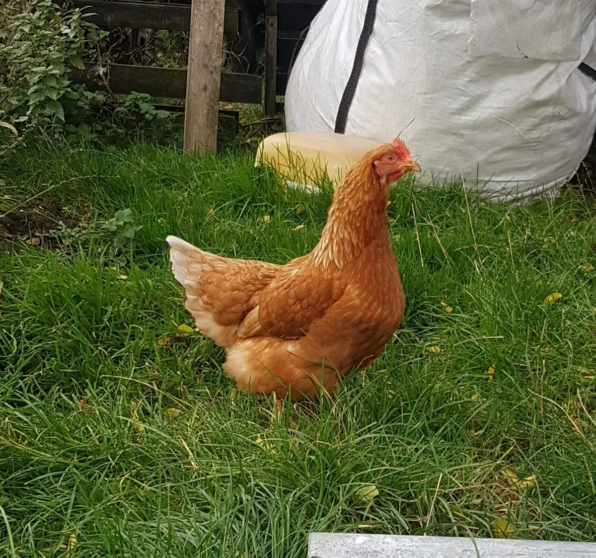 Hens starting  to lay / and some Quail - Image 1