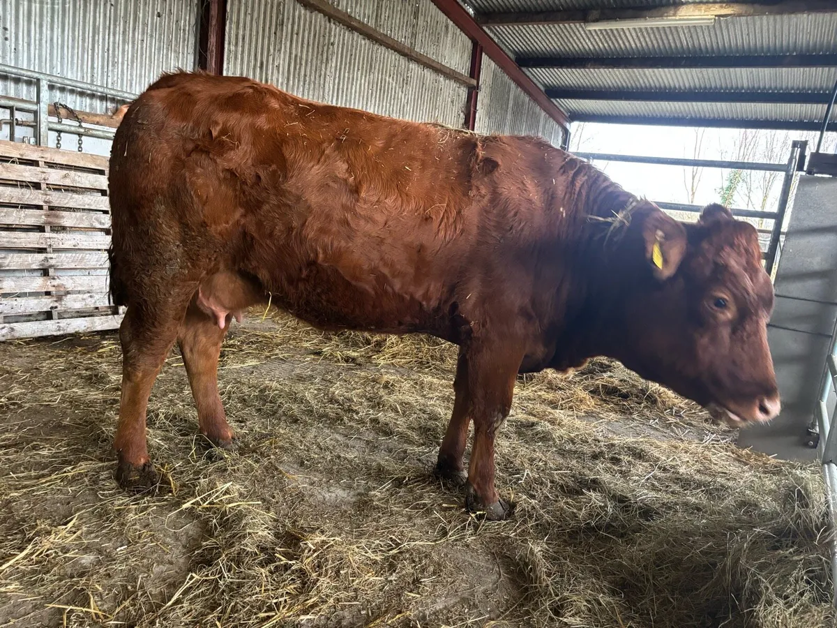 2 First time Cows with male calf’s at foot - Image 1