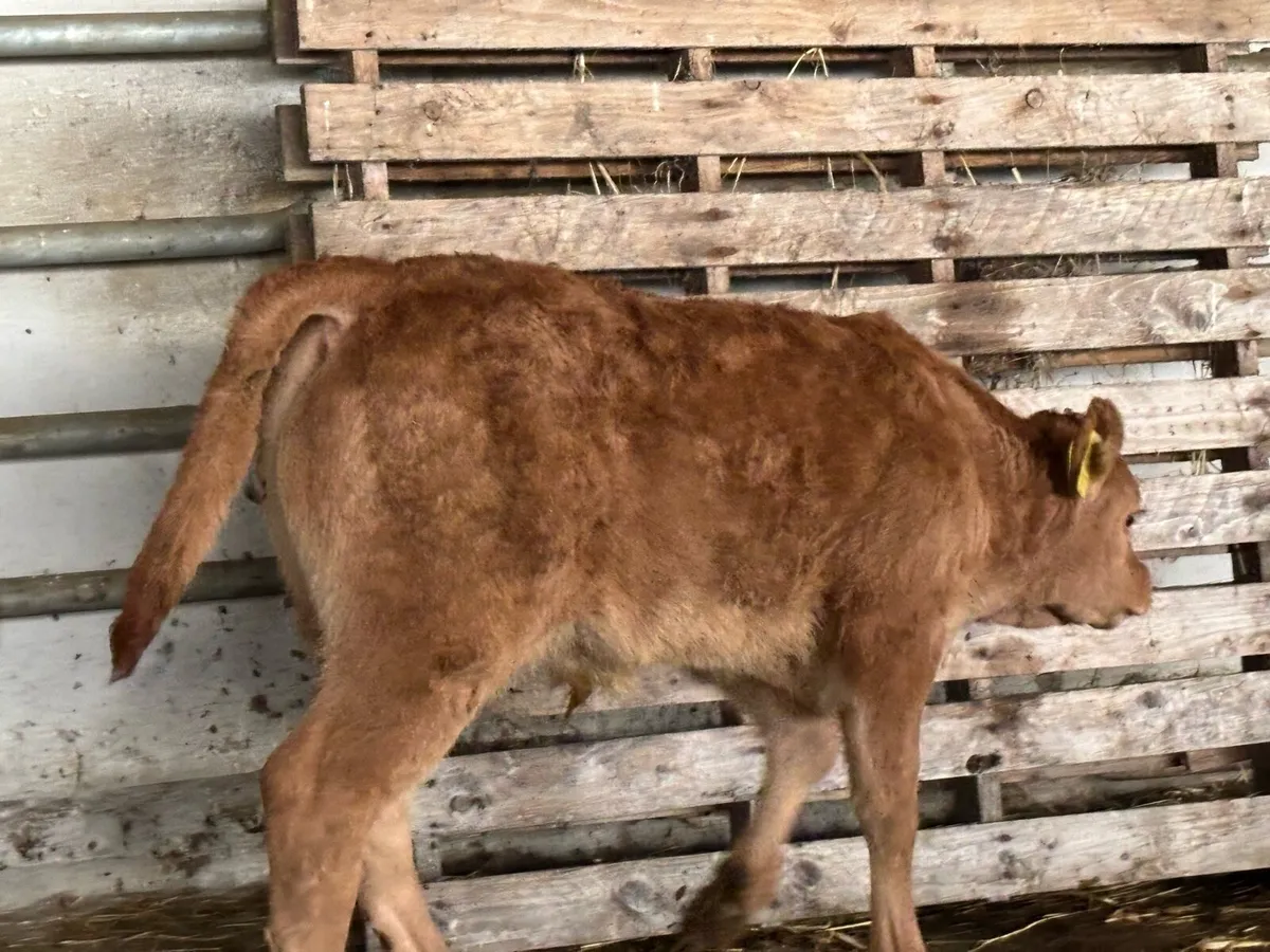2 First time Cows with male calf’s at foot - Image 2