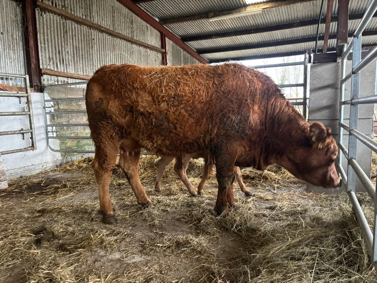 2 First time Cows with male calf’s at foot - Image 3