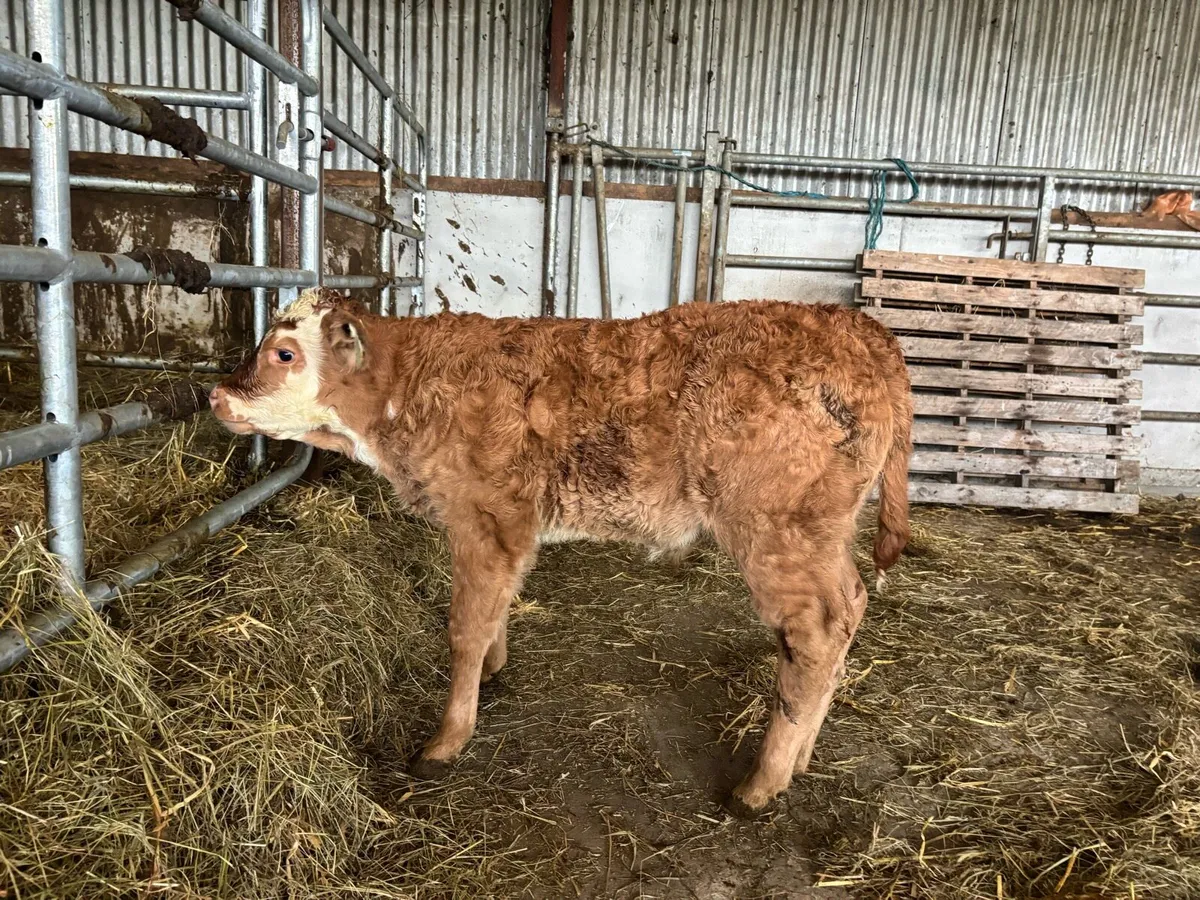 2 First time Cows with male calf’s at foot - Image 4