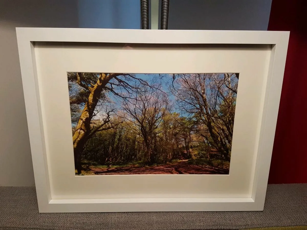 Ballyannan Woods, Midleton - Image 4