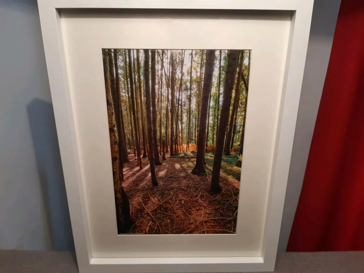 Ballyannan Woods, Midleton - Image 3