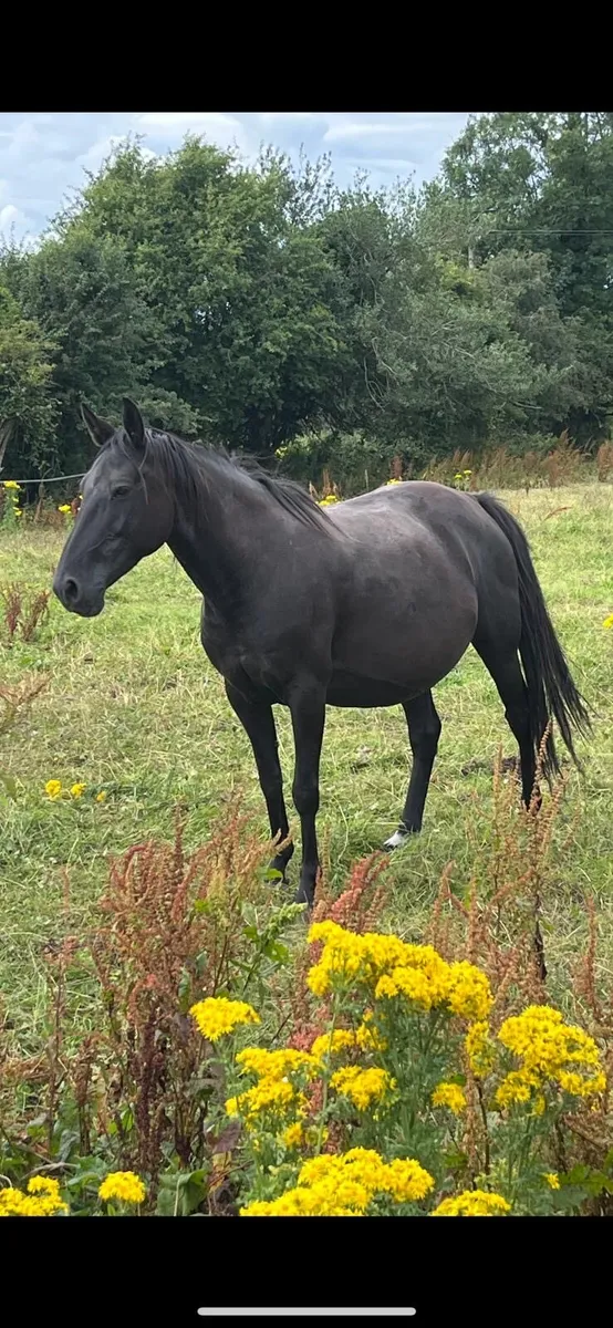 Fullbred pacing mare - Image 1