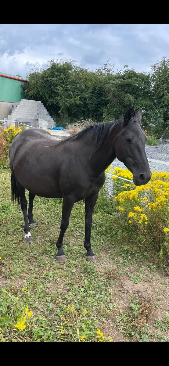 Fullbred pacing mare - Image 2