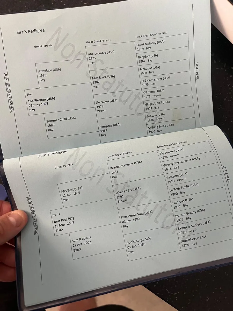 Fullbred pacing mare - Image 3