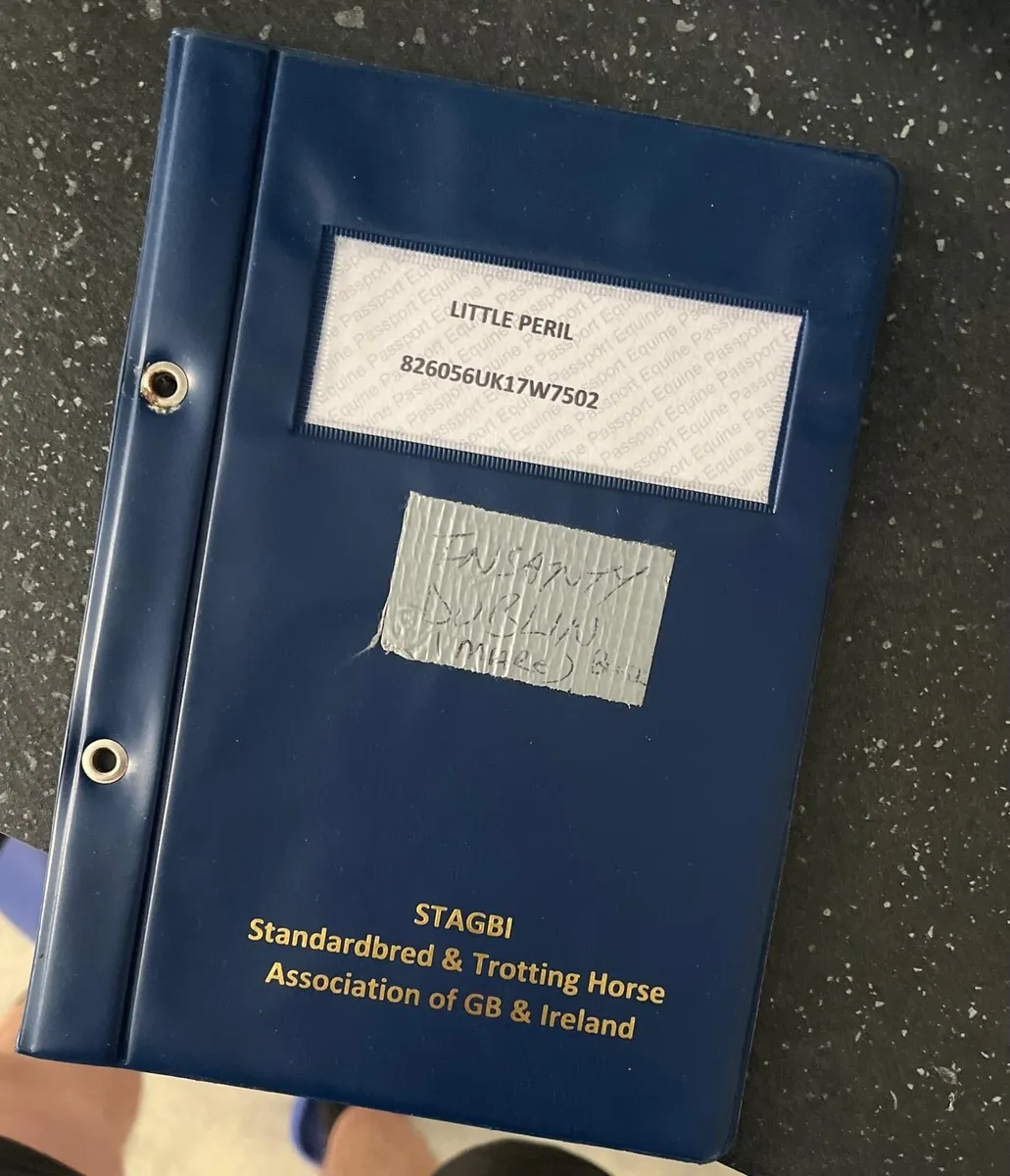 Fullbred pacing mare - Image 4