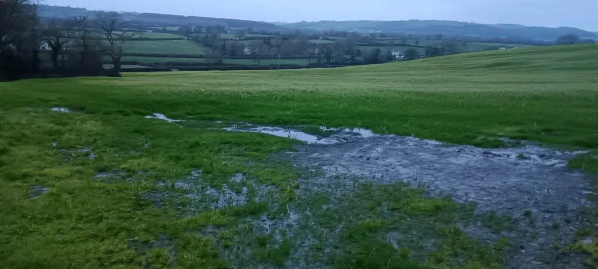 Sheep grazing - Image 1