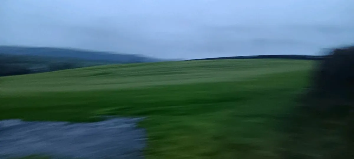 Sheep grazing - Image 2