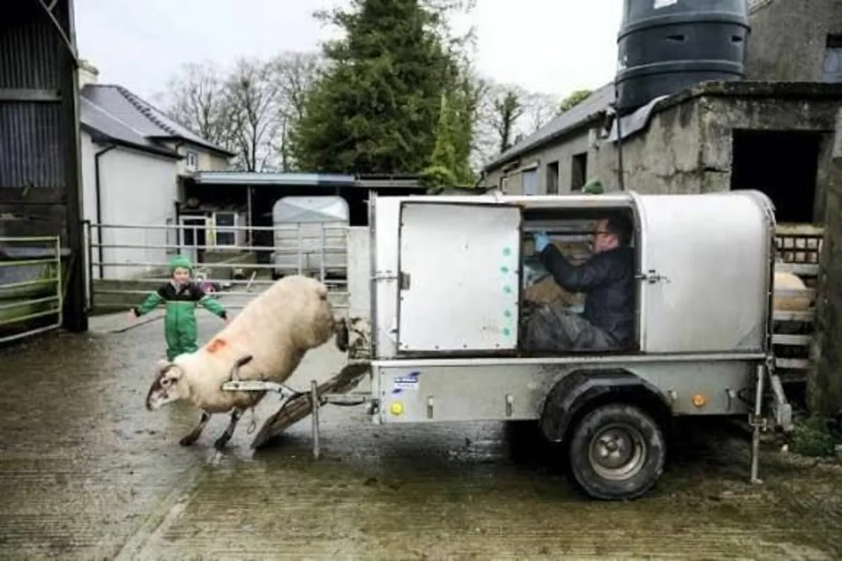 Dominic Black sheep scanning - Image 1