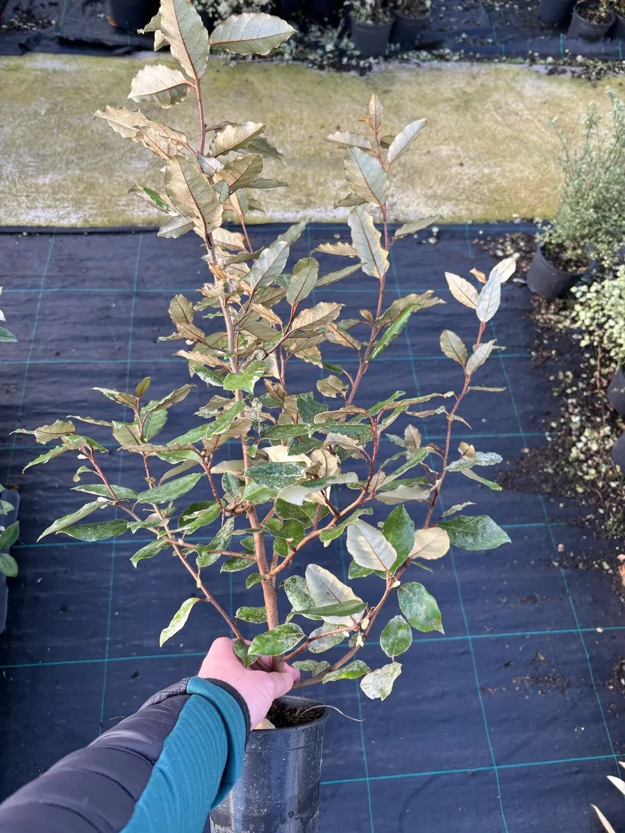 Elaeagnus ebbengi hedging - Image 2