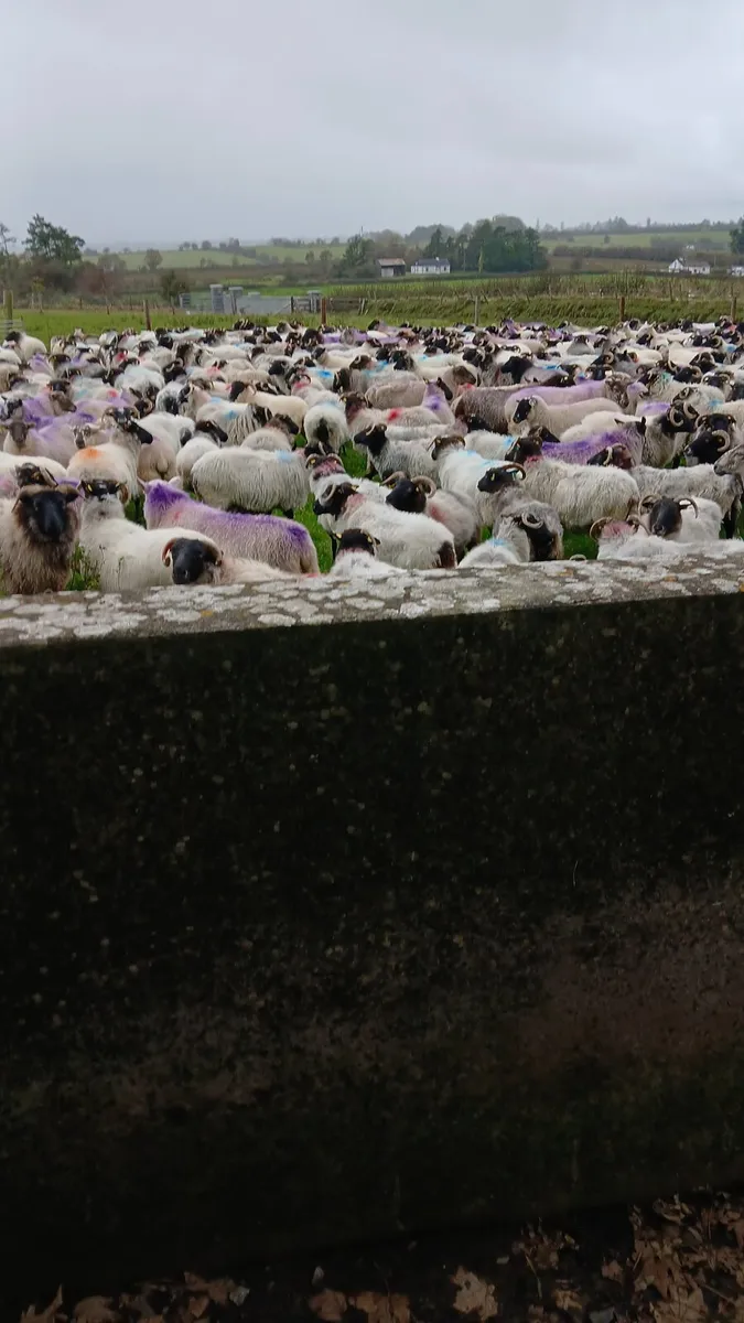 Dominic Black sheep scanning - Image 2