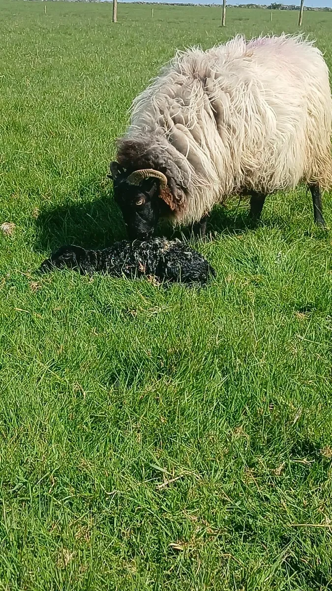 Dominic Black sheep scanning - Image 3