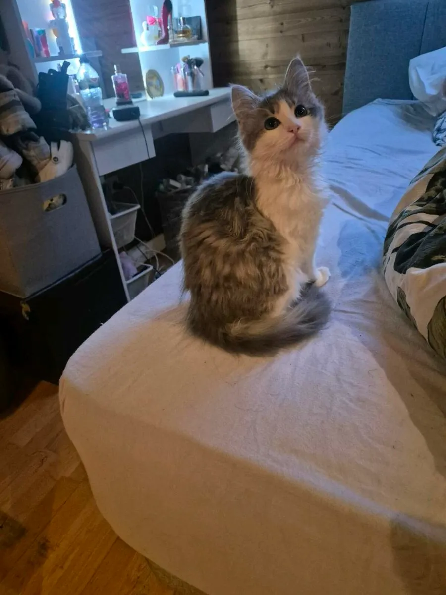 Beautiful female blue and white fluffy kittten - Image 3