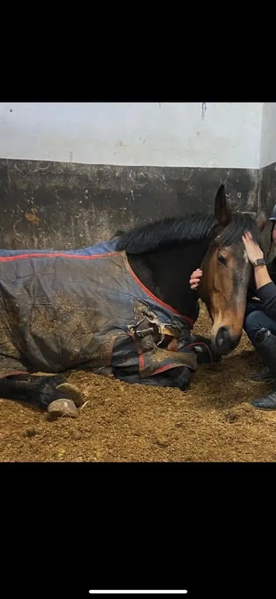 8year old 16.2h.h. Mare for Amateur/Eventing/etc - Image 3