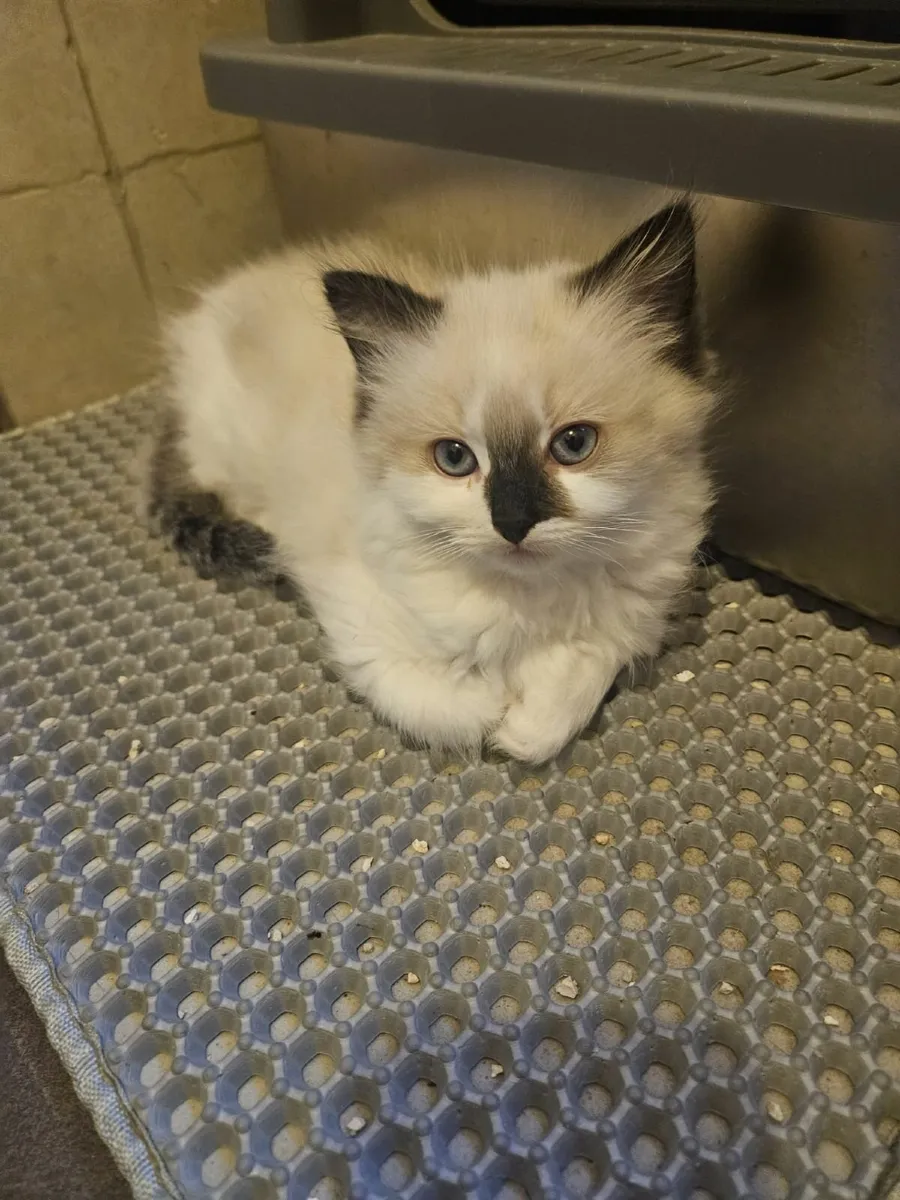 Ragdoll Mix Kittens - Image 1