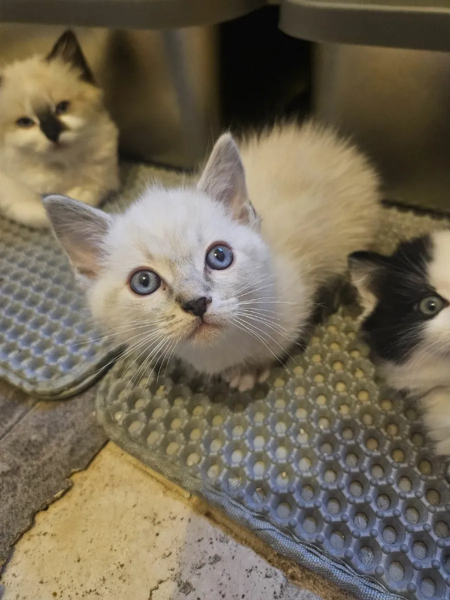 Ragdoll Mix Kittens - Image 2